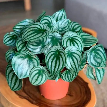 Peperomia, Watermelon