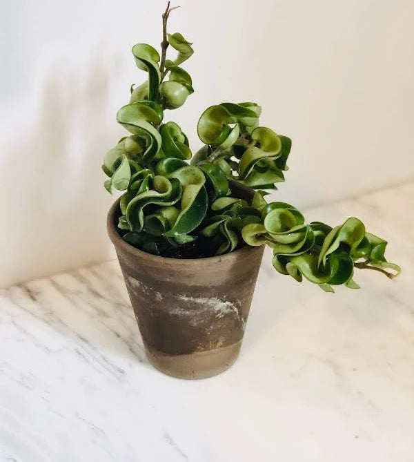 Hoya, Hindu Role