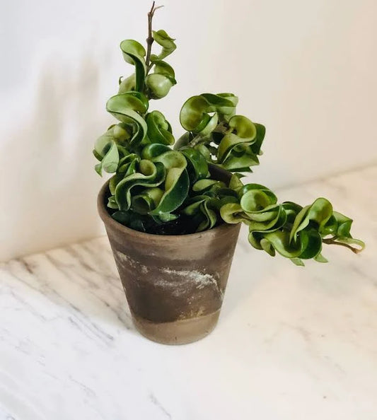 Hoya, Hindu Role
