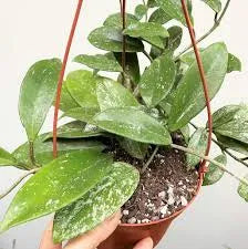 Hoya Splash