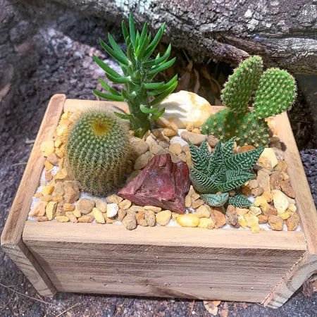 5 Plant Arrangement, Cactus