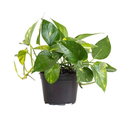 Pothos, Golden
