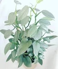 Philodendron, Silver Sword