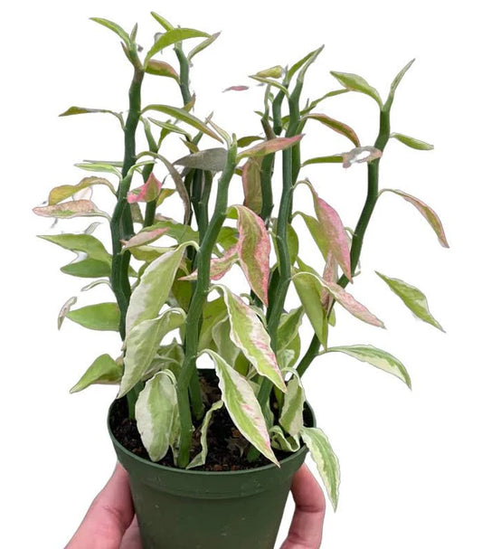 Devils Backbone Variegated