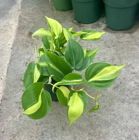 Philodendron, Brasil