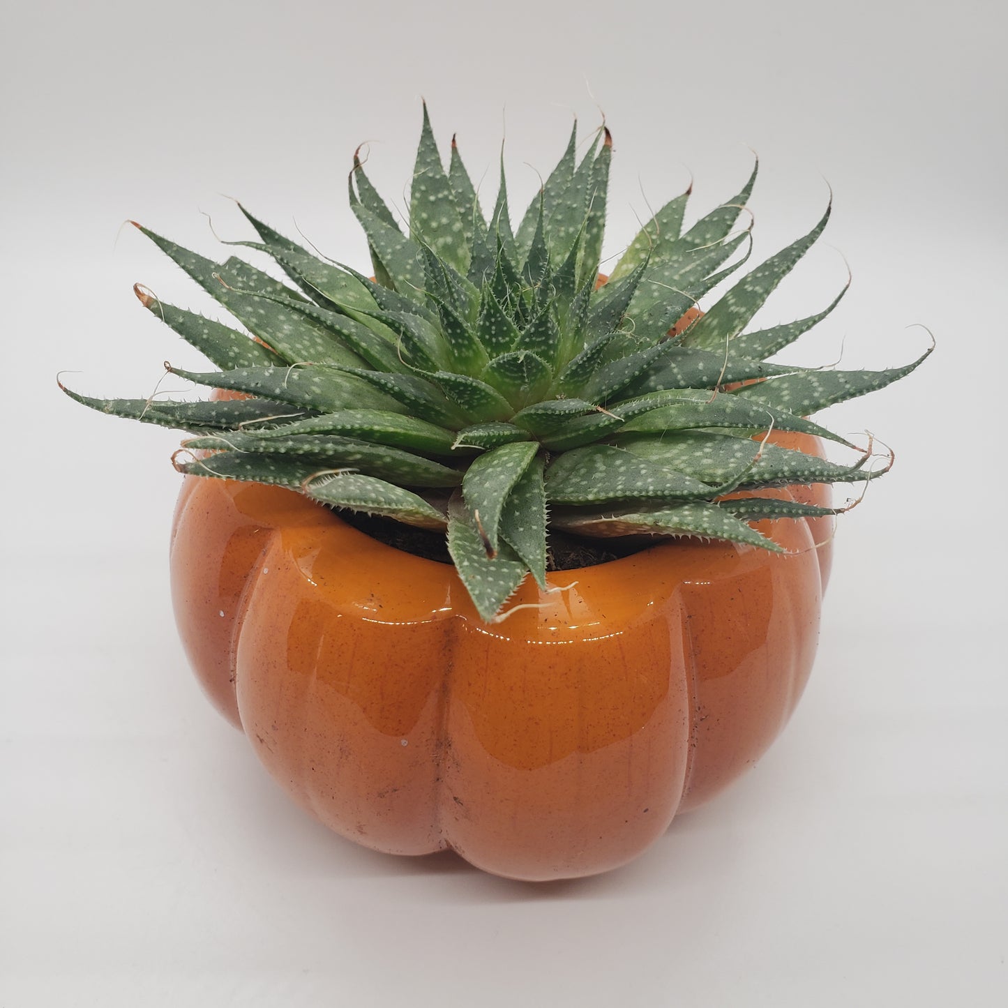 Pumpkin Ceramic