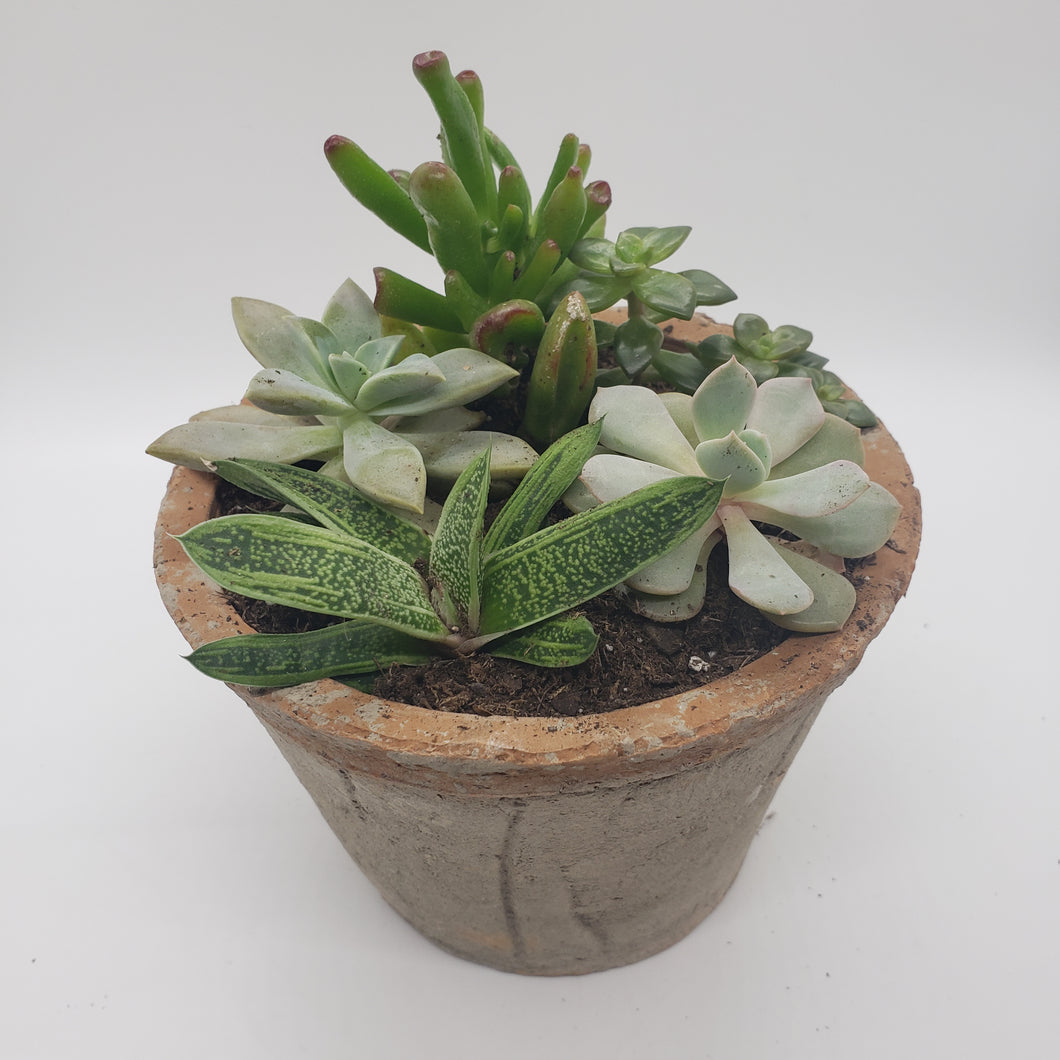 Rustic Clay Planter with succulents