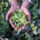 Load image into Gallery viewer, X Organic Assam Black Tea
