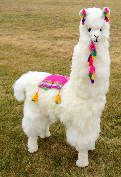 Display Alpaca – 45″