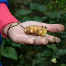 Load image into Gallery viewer, Organic Turmeric Ginger Tea
