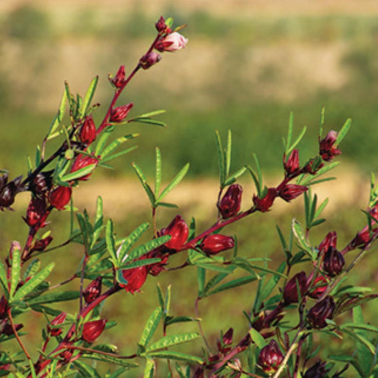 Organic Hibiscus Tea