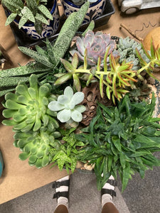 Tin Succulent Planters