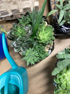 Tin Succulent Planters