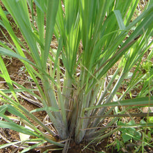 Load image into Gallery viewer, Organic Lemongrass Ginger Tea
