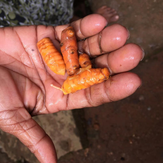 Organic Turmeric Ginger Tea