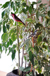 Load image into Gallery viewer, Assorted Bird Garden Stakes
