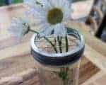 Flower / Frog Lid Insert